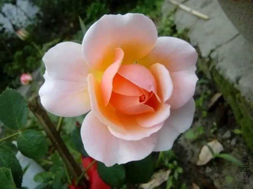 psb (2).jpg