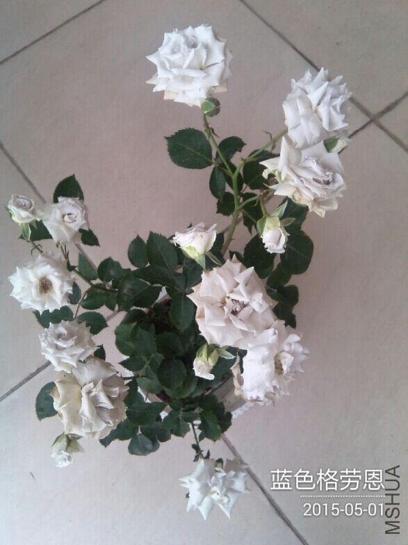 QQͼƬ20150501103300.jpg