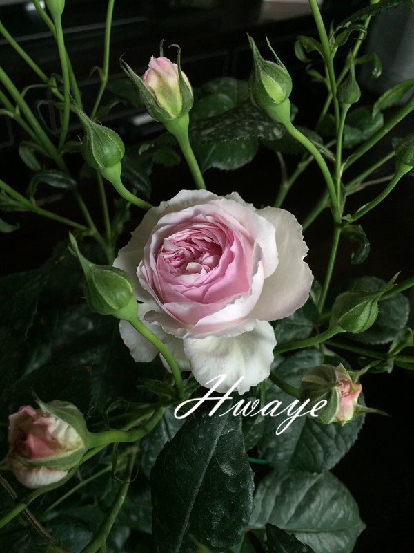 ���������ġ�