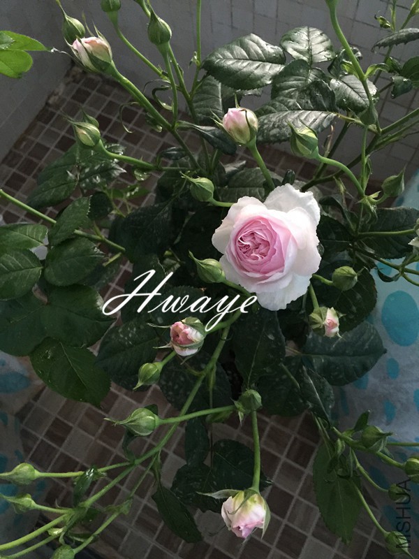 �ɷ��ۣ�