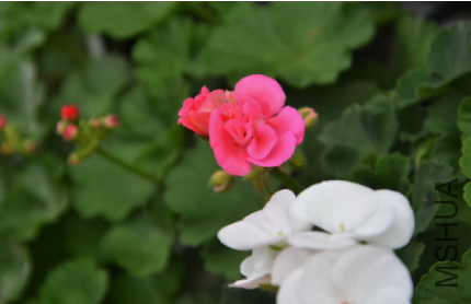 QQͼƬ20150501180415.png