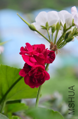 QQͼƬ20150501180208.png