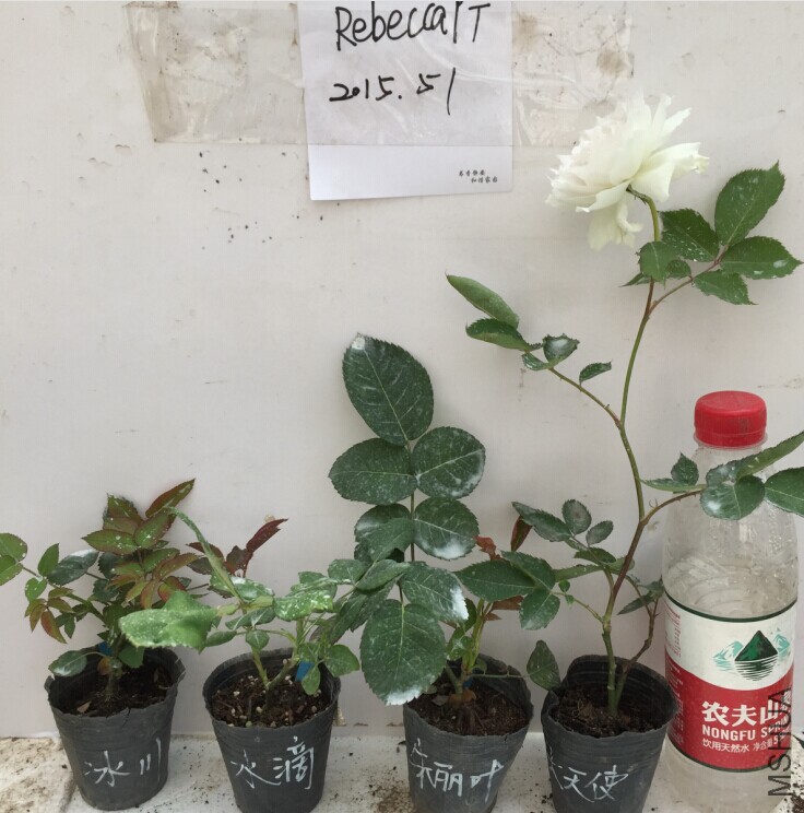 �����飺����ʹ������Ҷ��ˮ�Σ�����.jpg