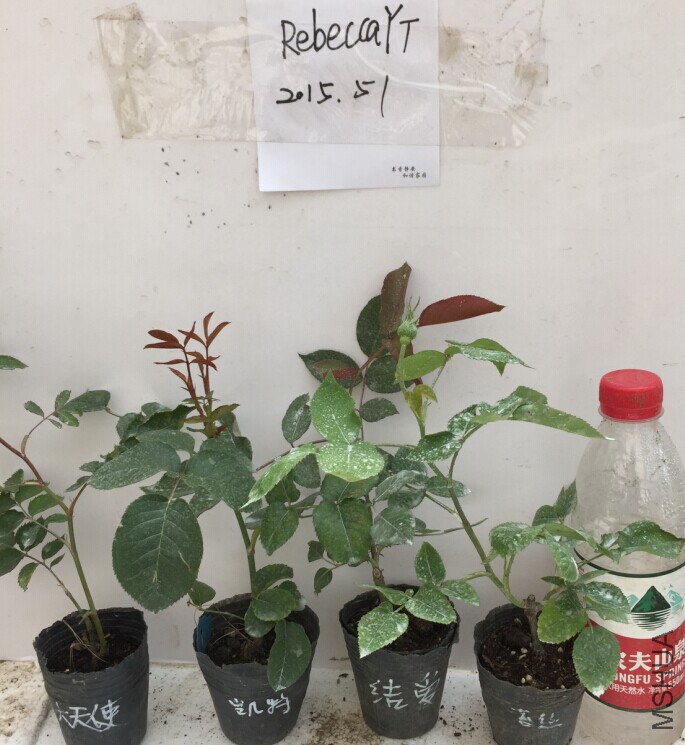 �����飺����ʹ�����п��أ��ᰮ������̦˿.jpg
