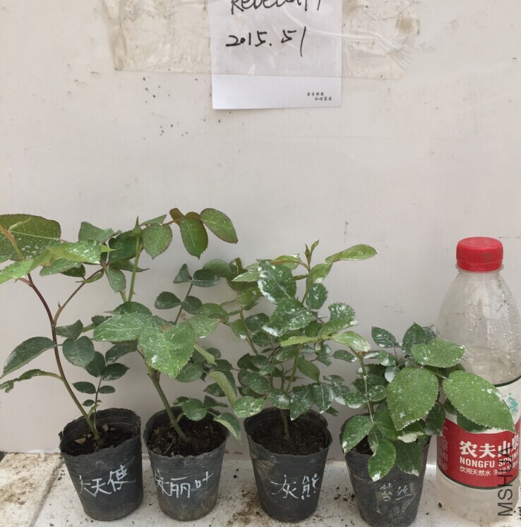�����飺����ʹ������Ҷ�����ܣ�����̦˿.jpg