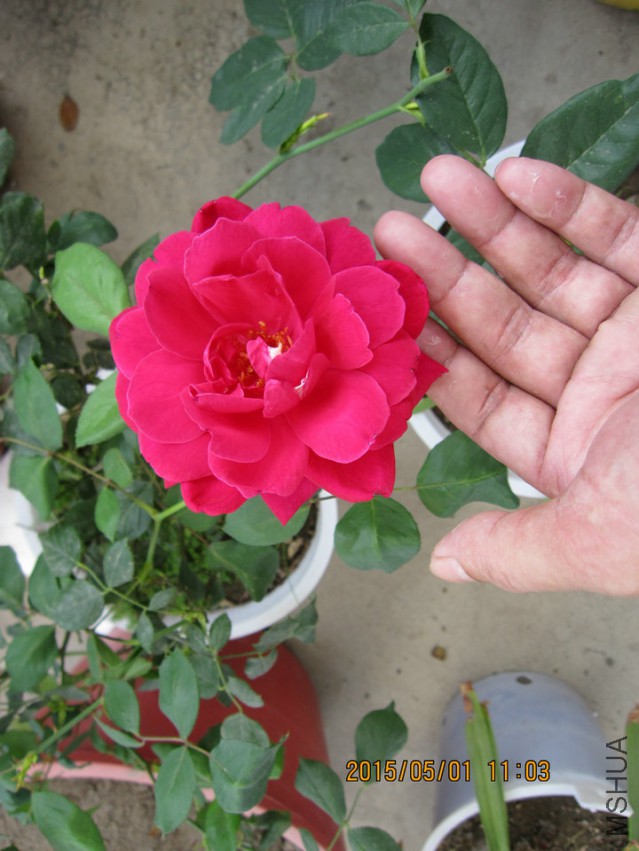 IMG_1898.JPG
