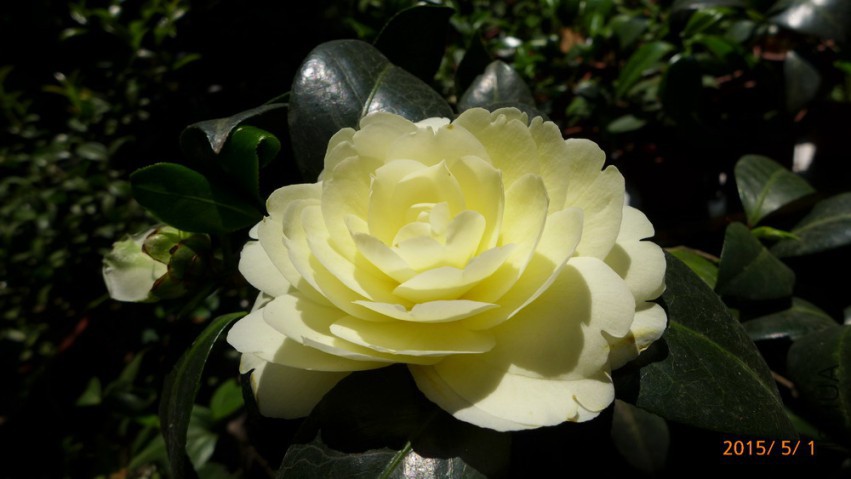 P1950646�ƴ�.jpg