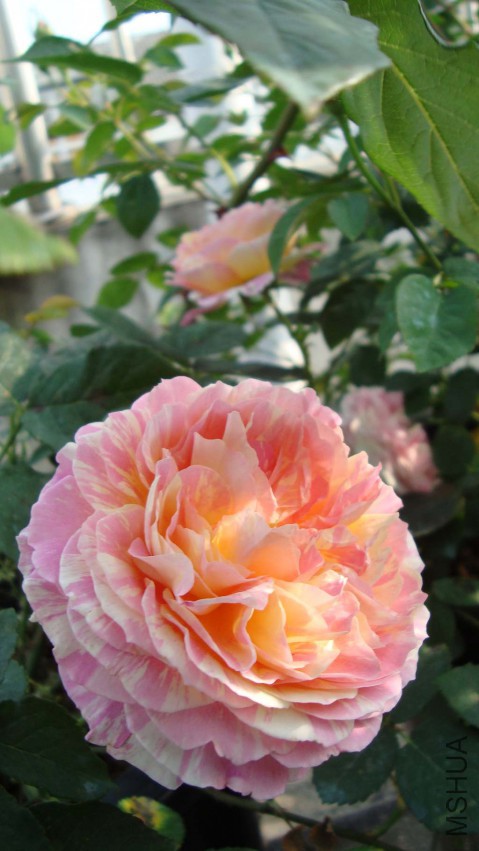 DSC08375.JPG