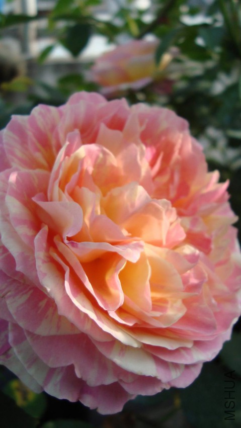DSC08376.JPG
