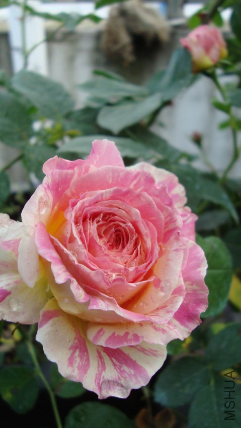 DSC08289.JPG