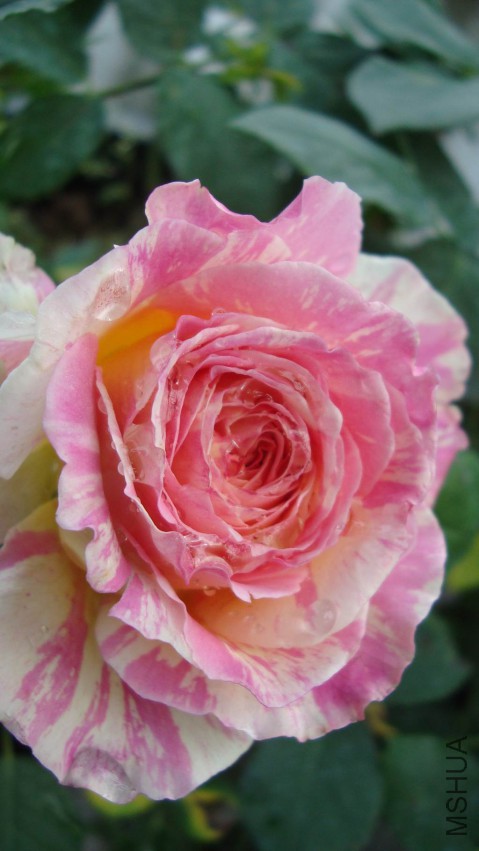 DSC08290.JPG
