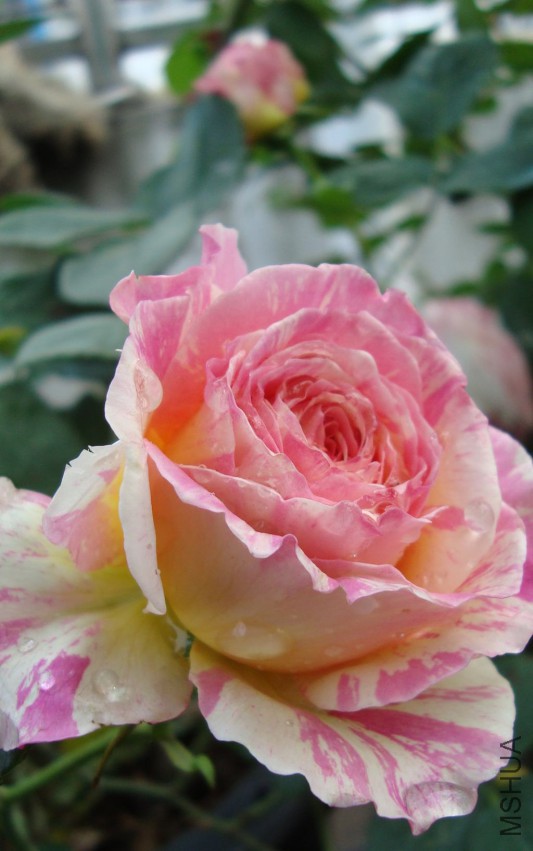 DSC08292.JPG