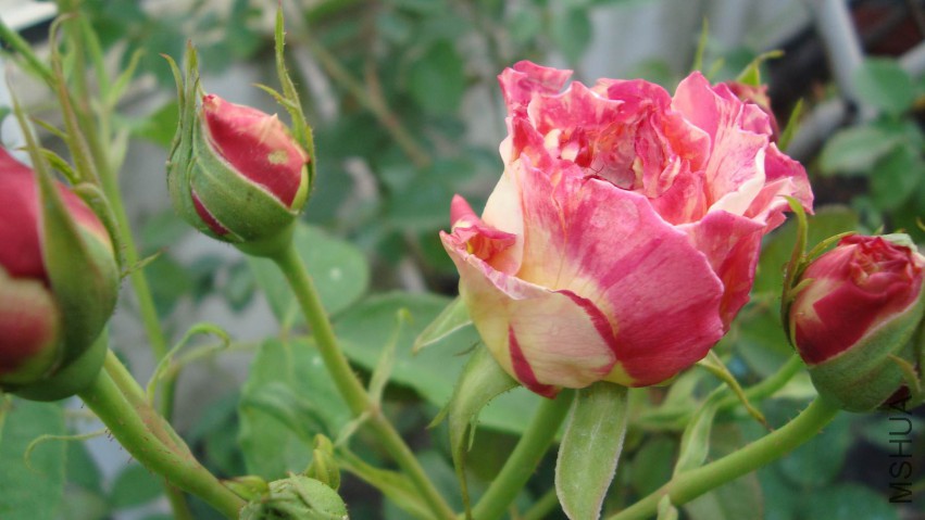 DSC08295.JPG