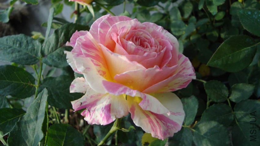 DSC08313.JPG