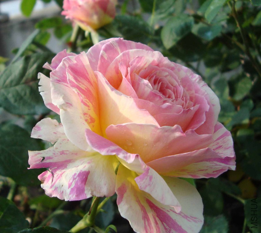 DSC08314.JPG