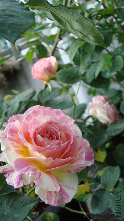 DSC08316.JPG