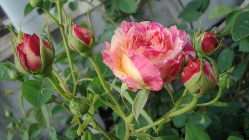 DSC08317.JPG