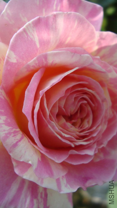 DSC08320.JPG