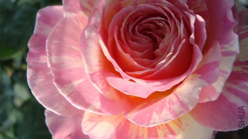 DSC08321.JPG