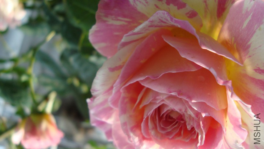DSC08323.JPG