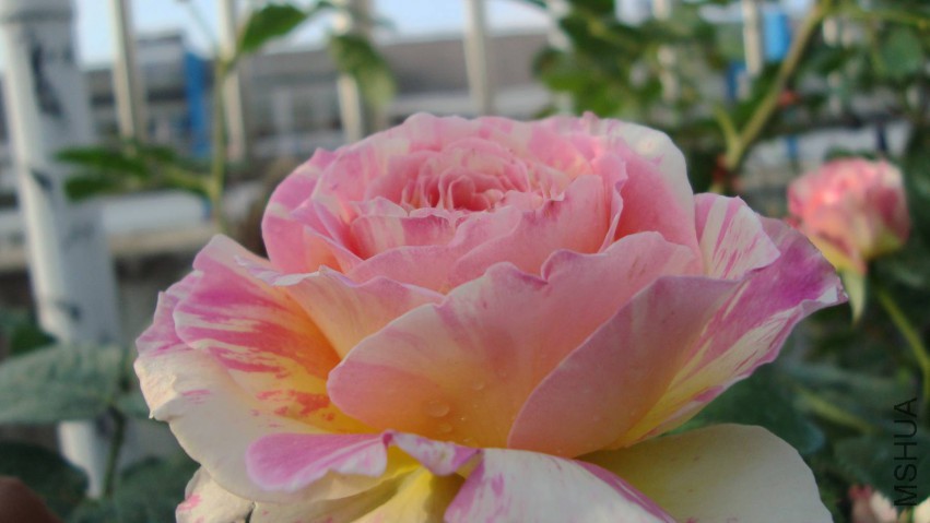 DSC08324.JPG