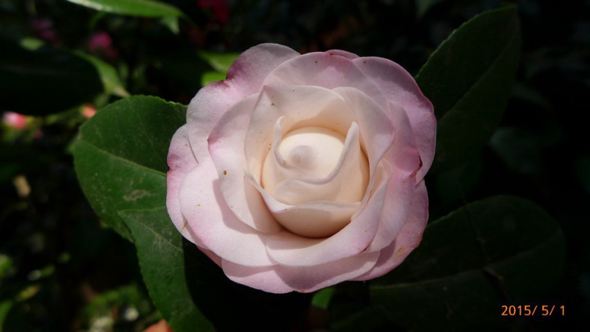 P1950887�Σ�.jpg