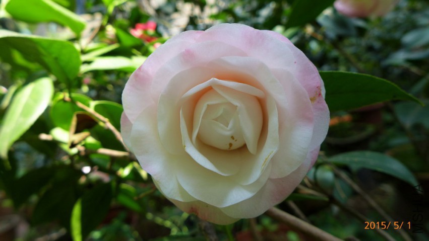 P1950911�Σ�.jpg