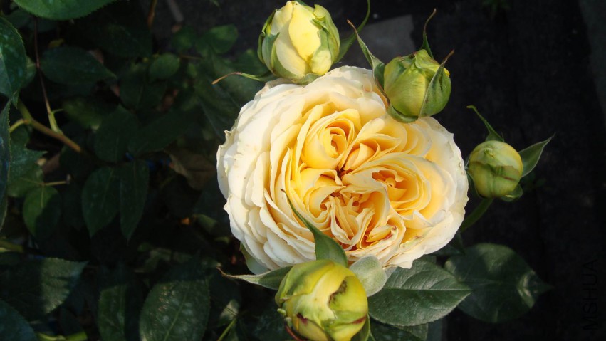 DSC08364.JPG