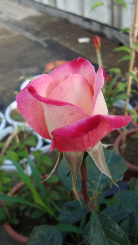 DSC08384.JPG