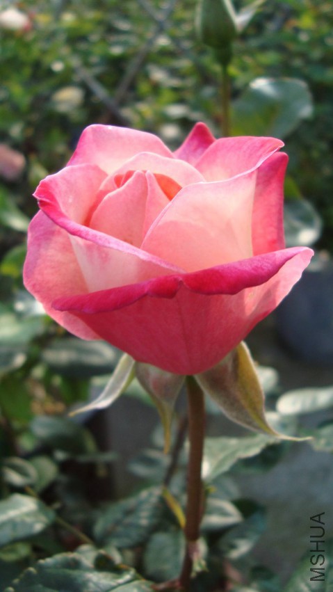 DSC08386.JPG