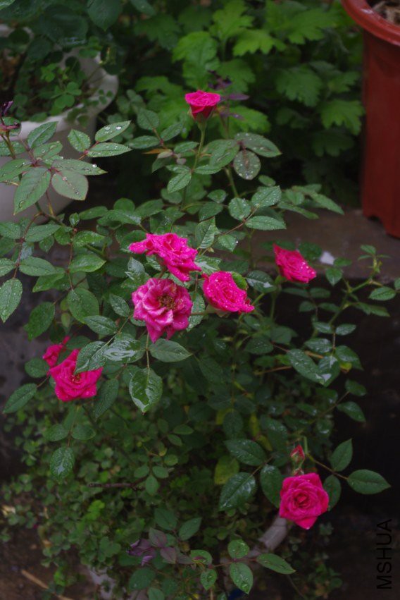 005737n8zhhhac0locpanh.jpg