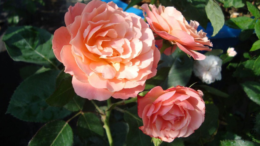 DSC08462.JPG