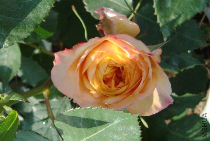 DSC08464.JPG