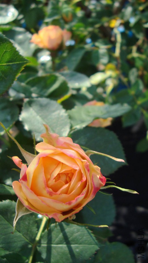 DSC08465.JPG