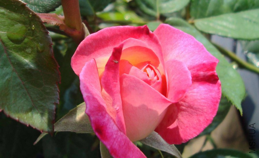 DSC08458.JPG
