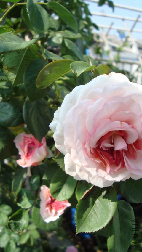 DSC08463.JPG