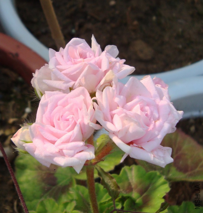 DSC08398.JPG