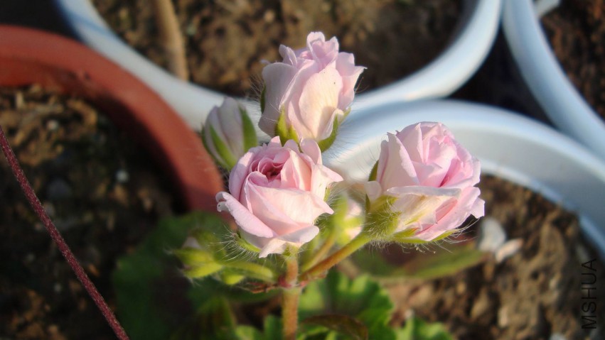 DSC08337.JPG