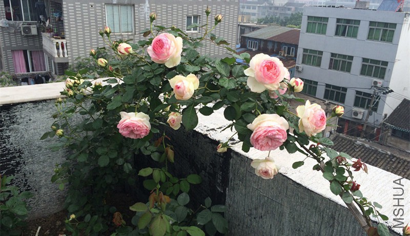IMG_0679_����_����.jpg