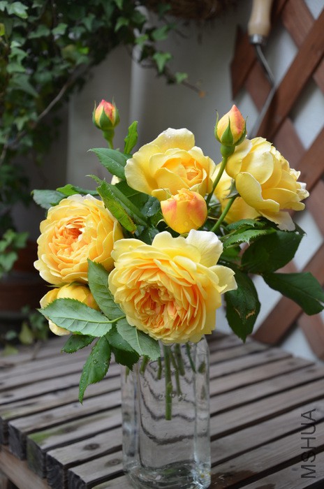 1-DSC_4271.JPG