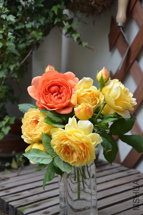 1-DSC_4281.JPG