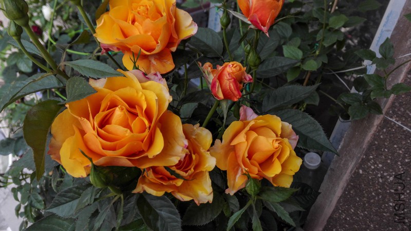 IMG_20150501_081037.jpg