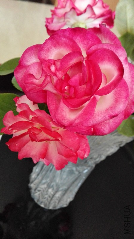 IMG_20150501_114322.jpg