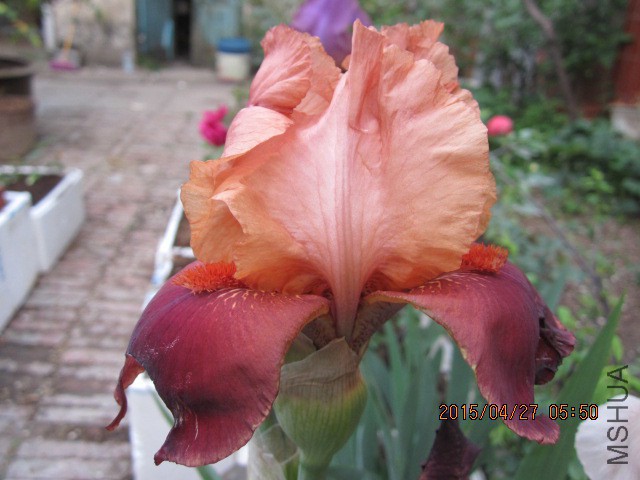 IMG_9537.JPG