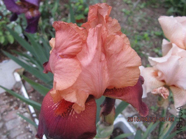 IMG_9531.JPG