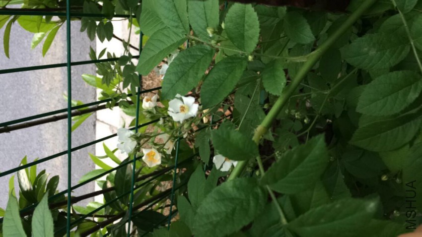 QQͼƬ20150502135334.jpg