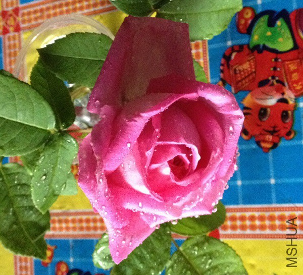 QQ��ͼ20150502142654.jpg
