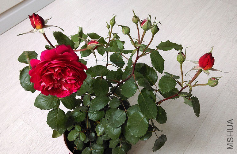 IMAG0457.jpg