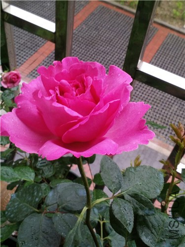 IMG_20150502_084415.jpg