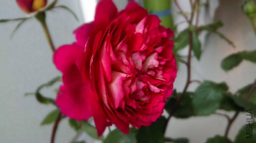 IMAG0458.jpg